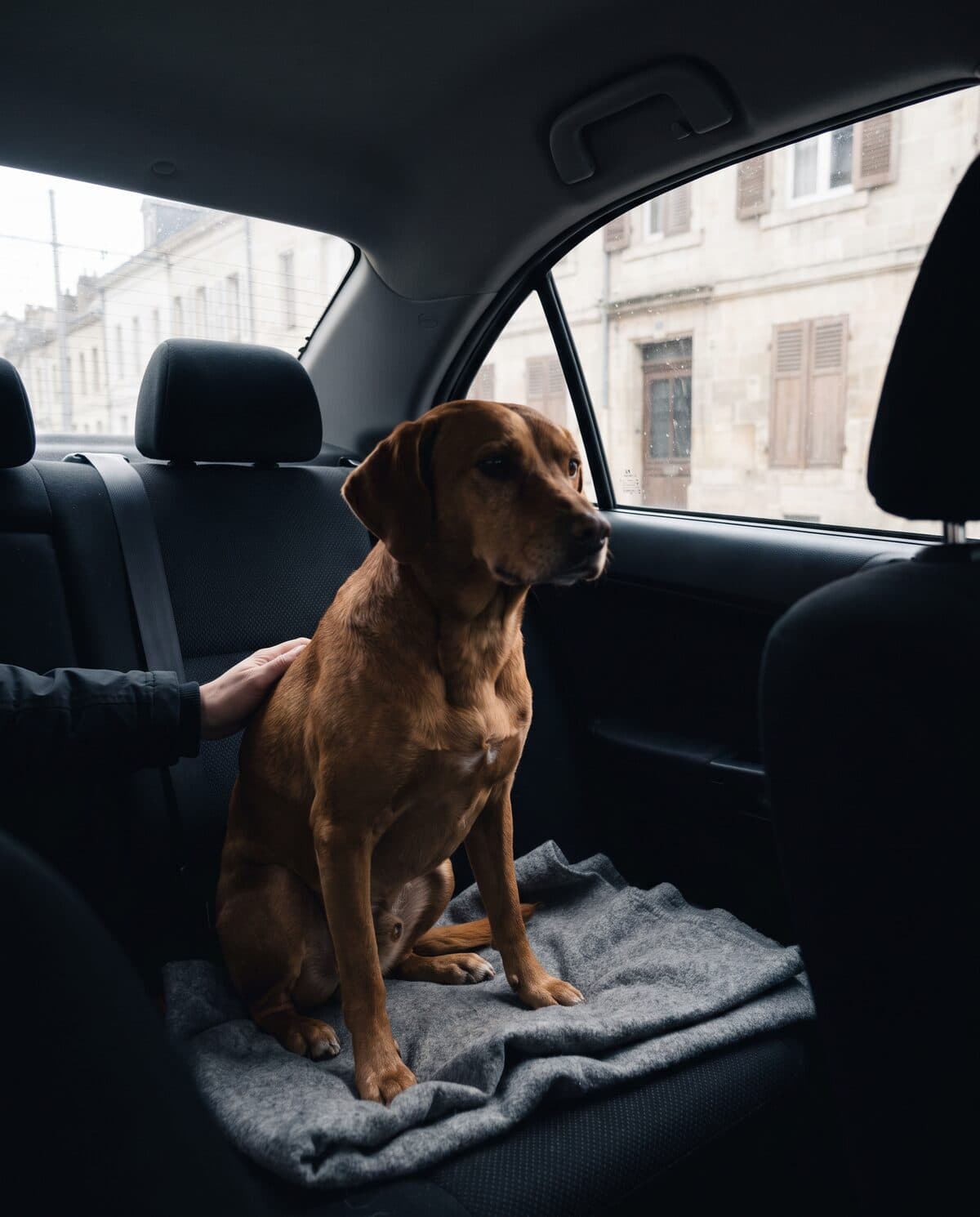 Un chien assis calmement sur la banquette arrière d'un taxi PCAB à Genève, la main de son propriétaire à côté de lui